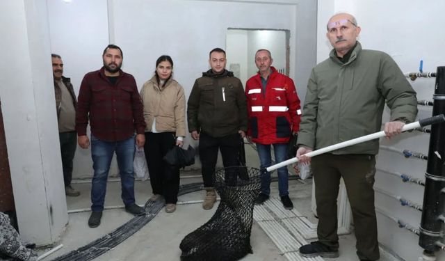 İncirliova’da nesli tükenme tehlikesindeki oklu kirpi doğaya salındı