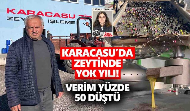 Karacasu’da zeytinde yok yılı! Verim yüzde 50 düştü