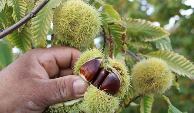 Aydın’da dikkat çeken satış: Kestane bahçesinin bir bölümü icradan alıcı arıyor