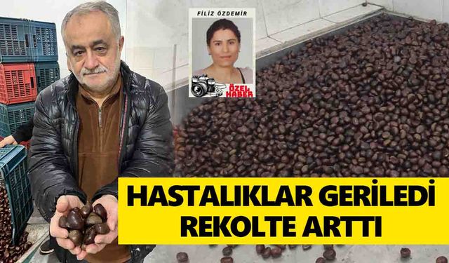 Nazilli'de kestaneciler mutlu