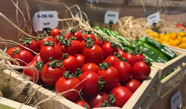 Sebze tohumu ihracatında son tablo