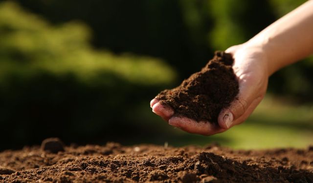 TEMA Vakfı: Sağlıklı kentler için sağlıklı topraklara ihtiyacımız var