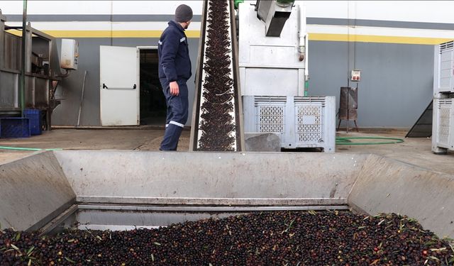 Zeytin ve zeytinyağı sektöründe yeni fırsat