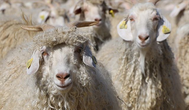 Tiftik için sözleşmeli üretim dönemi resmen başlıyor