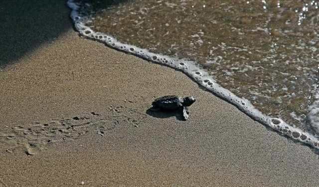 Türkiye’de bu yıl 106 bin 348 yavru kaplumbağa denizle buluştu