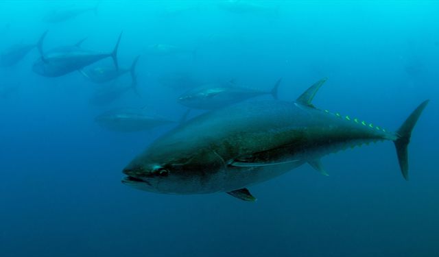 Türkiye'nin orkinos kotası rekor seviyeye çıktı