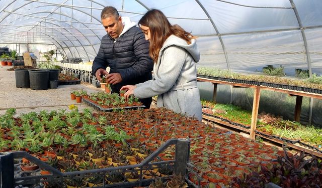 Söke Belediyesi serasında binlerce çiçek yetiştirildi