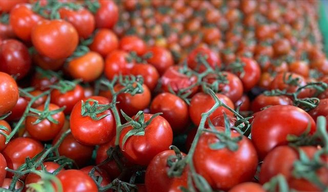 Türkiye’nin domates ihracatında dikkat çeken artış