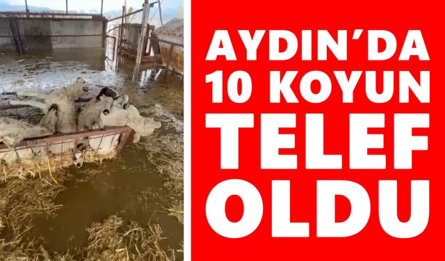 Aydın’da taşkın sonrası acı tablo: 10 koyun telef oldu