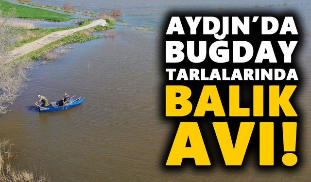Aydın’da buğday tarlalarında balık avı!