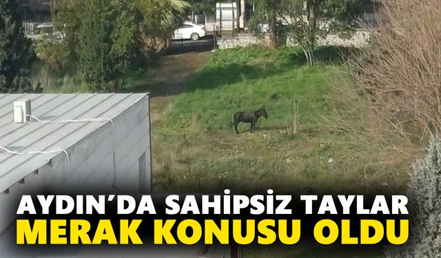Aydın’da sahipsiz taylar merak konusu oldu