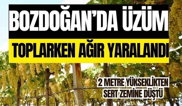 Bozdoğan’da üzüm toplarken ağır yaralandı