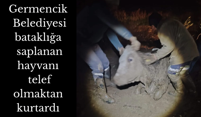 Aydın’da bataklığa saplanan hayvan son anda kurtarıldı
