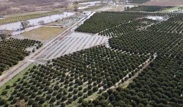 Narenciye bahçeleri su altında kaldı