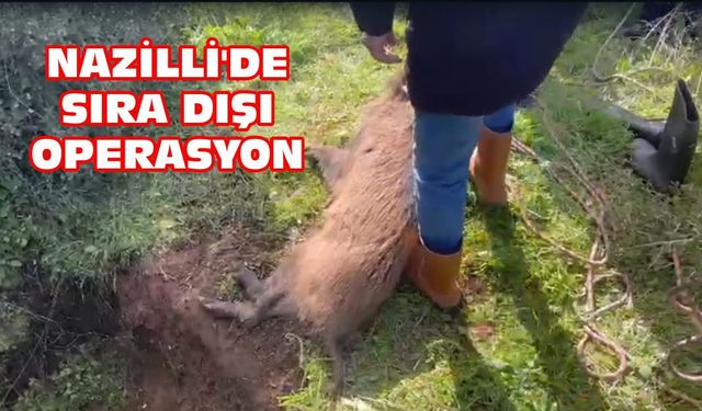 Nazilli'de sıra dışı operasyon: Kuyuya düşen yaban domuzu kurtarıldı
