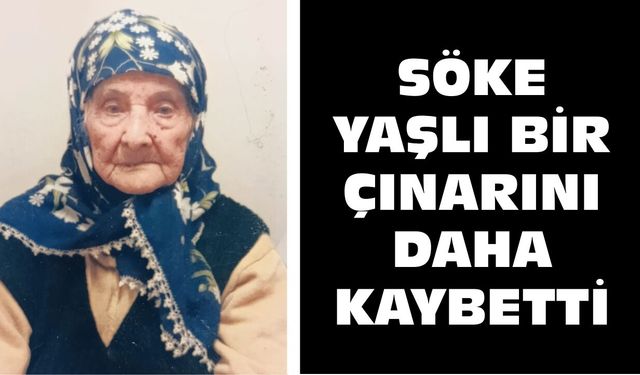 Söke yaşlı bir çınarını daha kaybetti