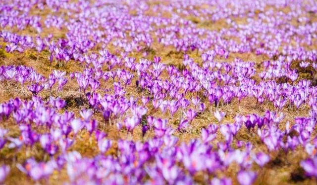 Altından bile daha değerli! 3 kilosu bir daire diyor