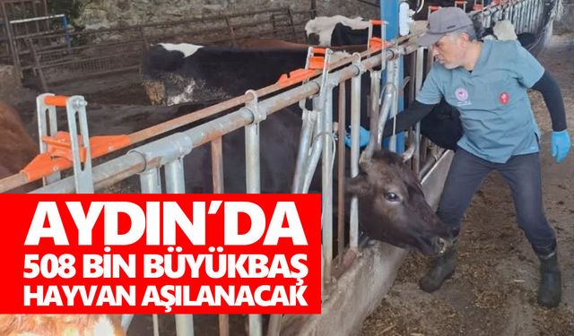 Aydın'da yarım milyon büyükbaş için alarm: Ekipler iki tehlikeli hastalığa karşı sahaya indi