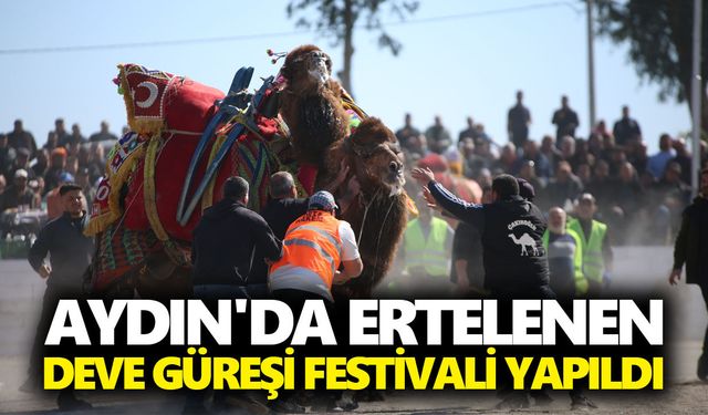 Aydın'da ertelenen deve güreşi festivali yapıldı