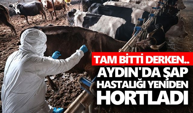 Aydın'da şap hastalığı yeniden hortladı