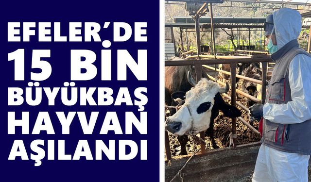 Efeler’de 15 bin büyükbaş hayvan aşılandı