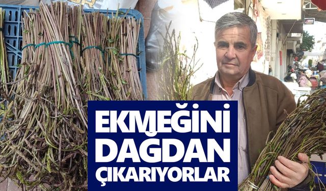 Nazilli'nin acı otu İzmir'e kadar gidiyor