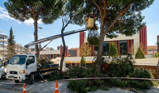 Efeler’de tehlike arz eden ağaçlara bakım