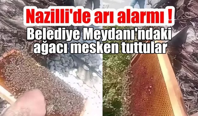 Nazilli'de arı alarmı!