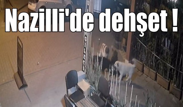 Nazilli’de başıboş köpekler, kediyi parçaladı