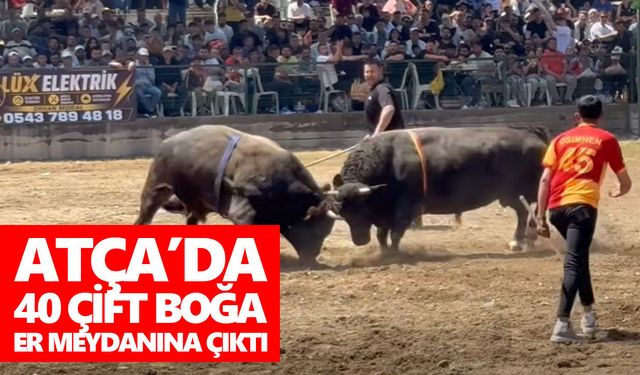 Atça’da 40 çift boğa er meydanına çıktı