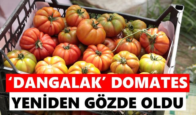 İncirliova’da yerli domates hasadı başladı