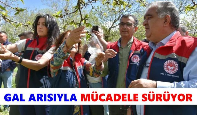 Köşk'te gal arısıyla mücadele sürüyor
