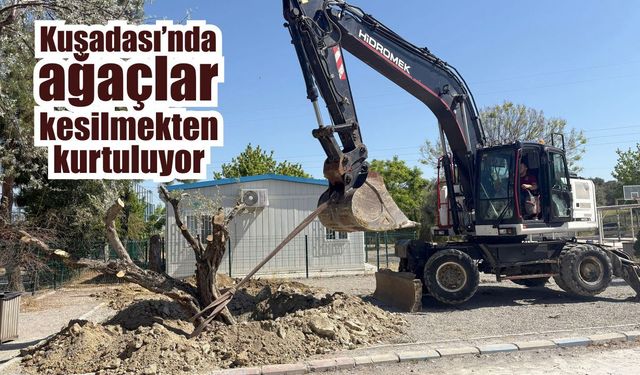 Kuşadası’nda 410 ağaç doğaya yeniden kazandırıldı