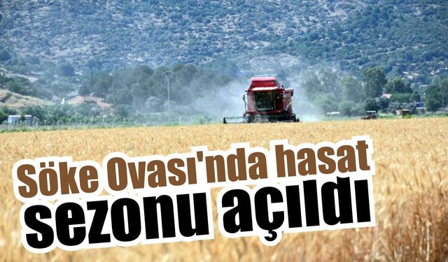 Söke Ovası’nda buğday hasadı başladı