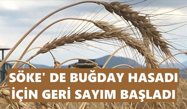 Söke’de buğday hasadı için geri sayım başladı