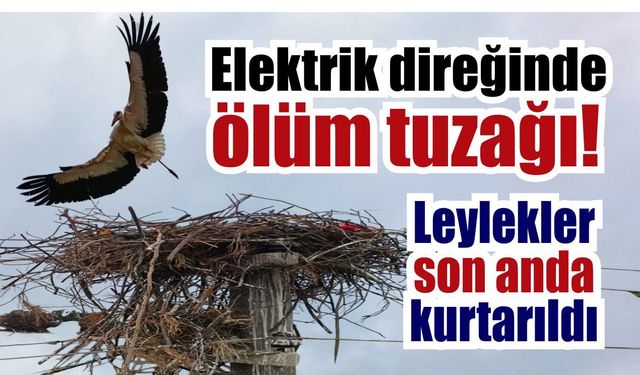 Söke’de leylek yuvası ölümcül tehlikeden son anda kurtarıldı