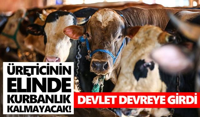 Üreticinin elinde kurbanlık kalmayacak! Devlet devreye girdi