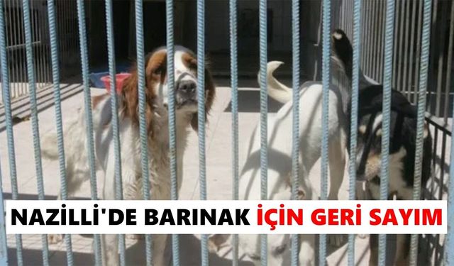 Nazilli'de barınak için geri sayım