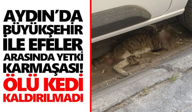 Aydın’da Büyükşehir ile Efeler arasında yetki karmaşası! Ölü kedi kaldırılmadı
