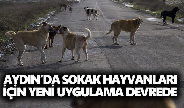 Aydın’da sokak hayvanları için yeni uygulama devrede