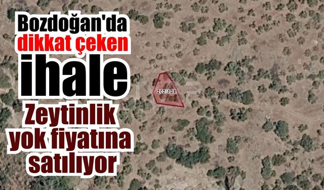 Bozdoğan’da asırlık zeytinlik icradan satışta