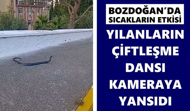 Bozdoğan’da sıcakların etkisi: Yılanların çiftleşme dansı kameraya yansıdı