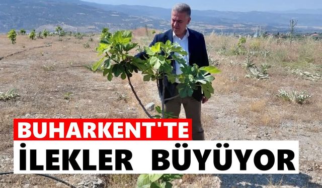 Buharkent'te ilekler büyüyor