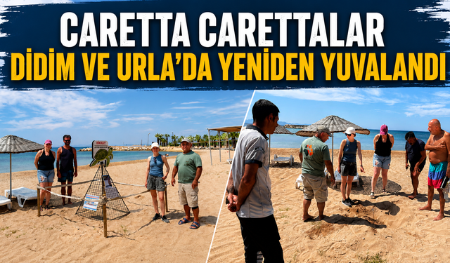 Caretta carettalar Didim ve Urla’da yeniden yuvaladı