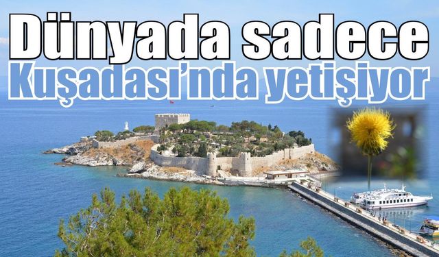 Dünyada sadece Kuşadası’nda yetişiyor