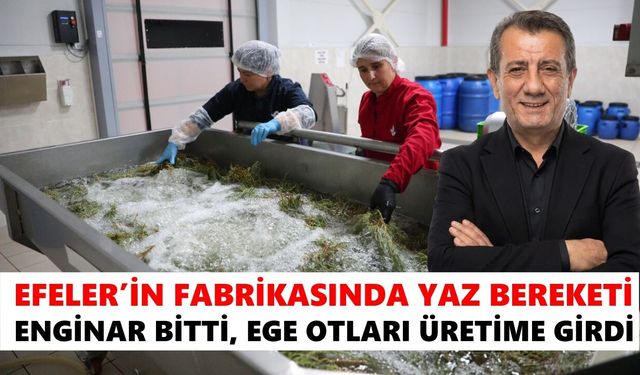 Efeler’in fabrikasında yaz bereketi: Enginar bitti, Ege otları üretime girdi