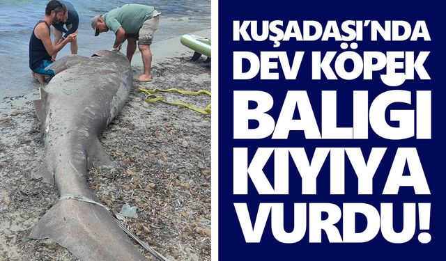 Kuşadası’nda dev köpek balığı kıyıya vurdu!