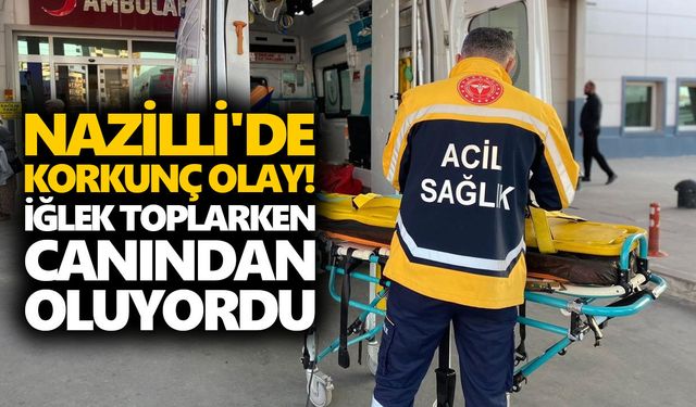 Nazilli'de korkunç olay! İğlek toplarken canından oluyordu