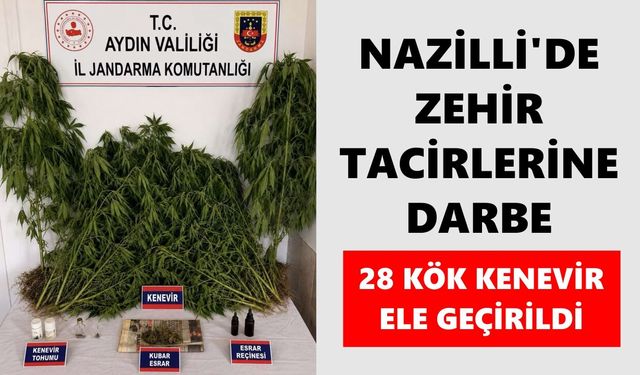 Nazilli’de zehir tacirlerine darbe: Bahçeden kenevir tarlası çıktı