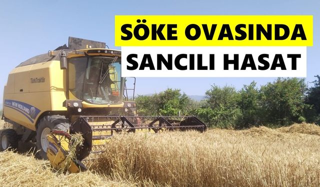 Söke Ovasında sancılı hasat
